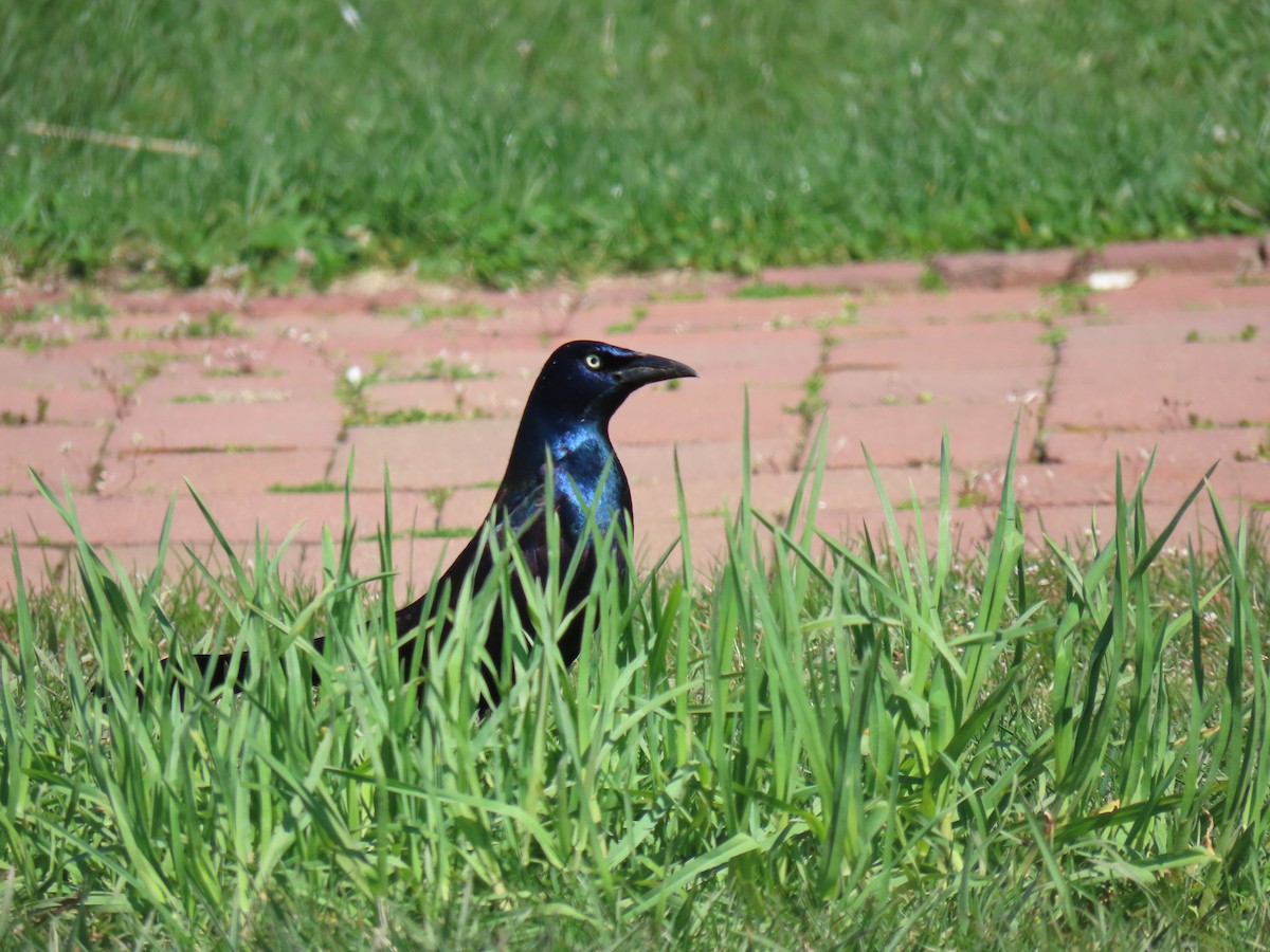 Common Grackle - ML617448869