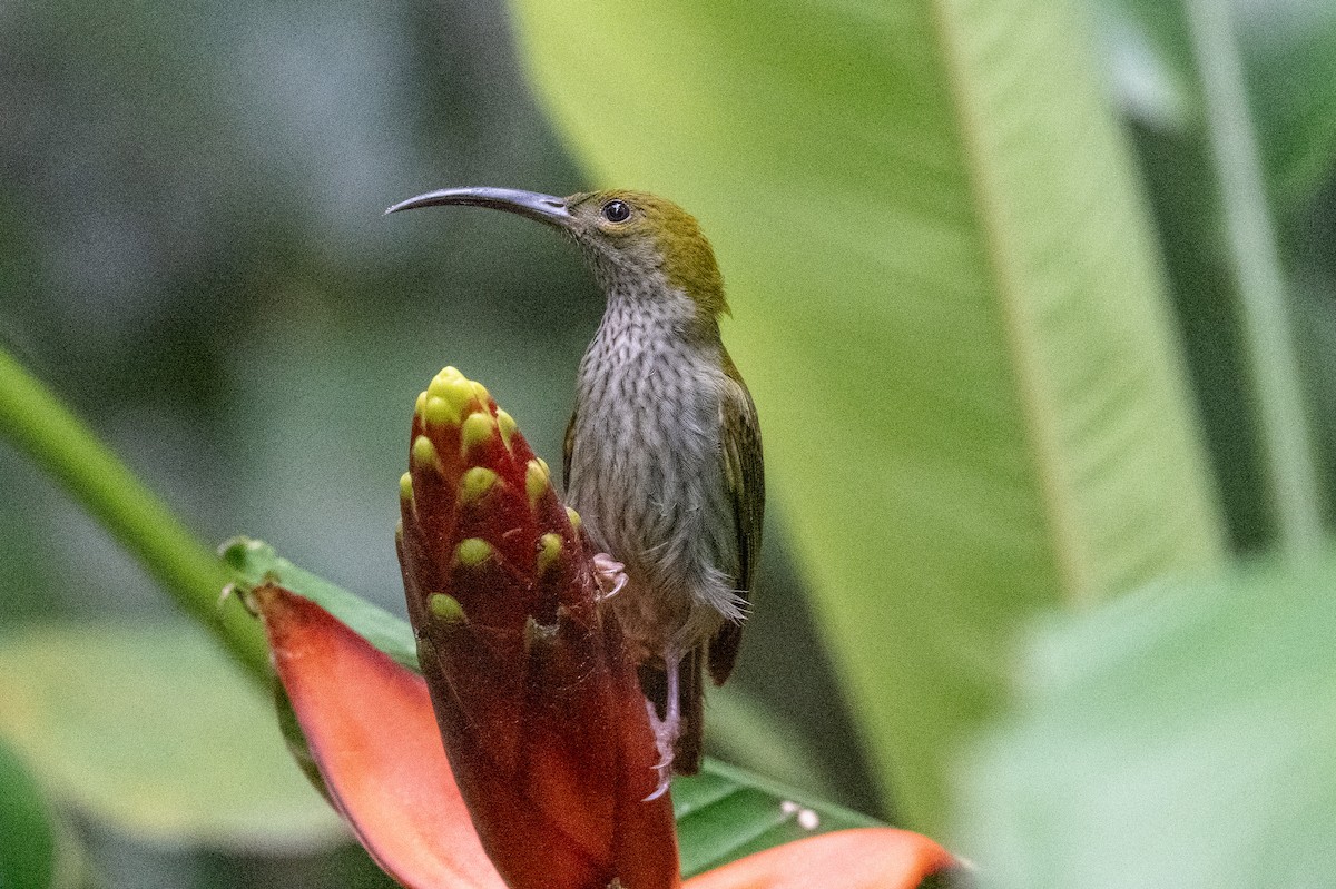 Bornean Spiderhunter - ML617448904