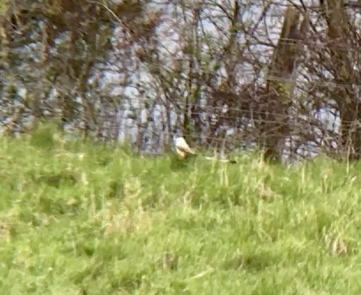 Scissor-tailed Flycatcher - ML617449005