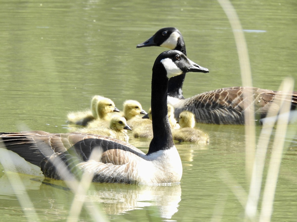 Canada Goose - ML617449099