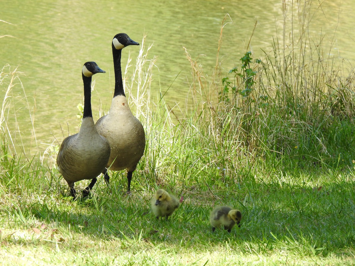 Canada Goose - ML617449102