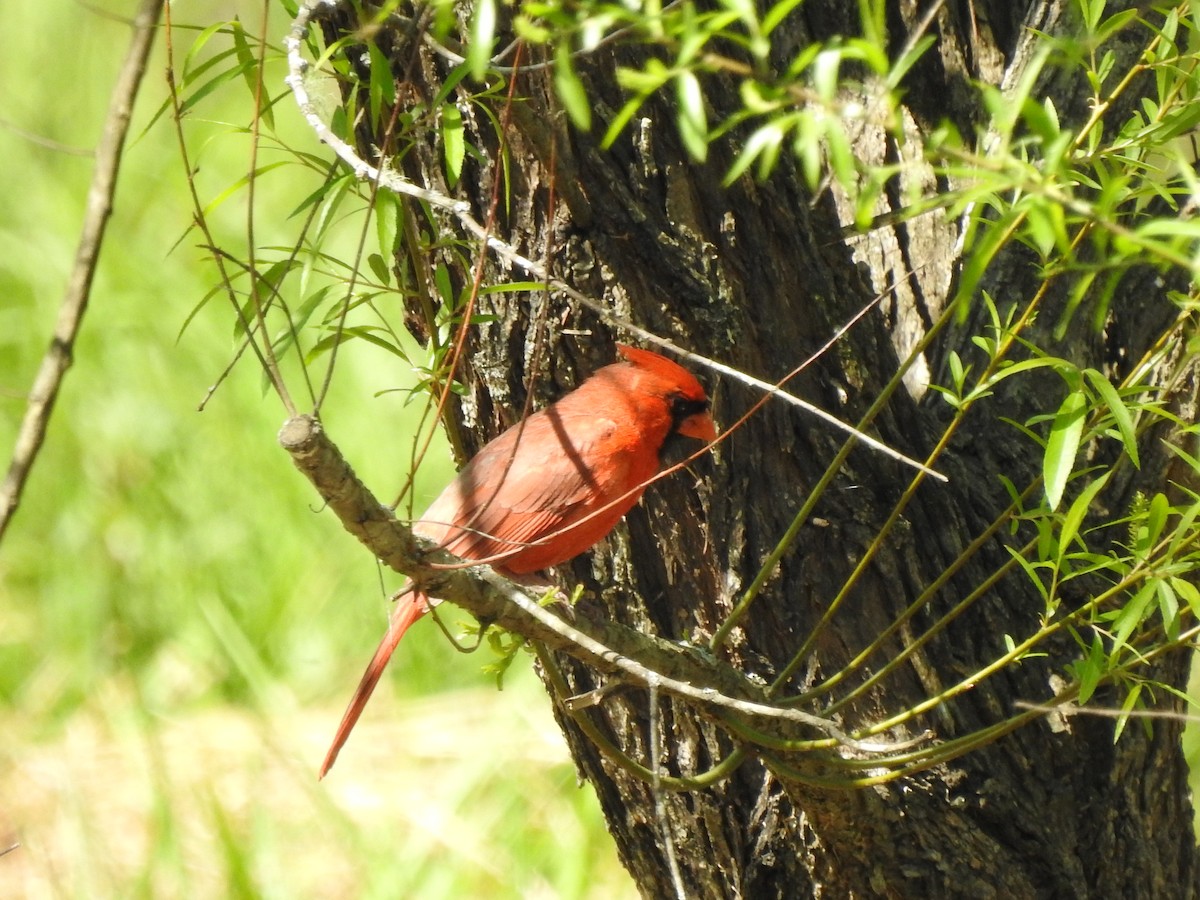 Northern Cardinal - ML617449138