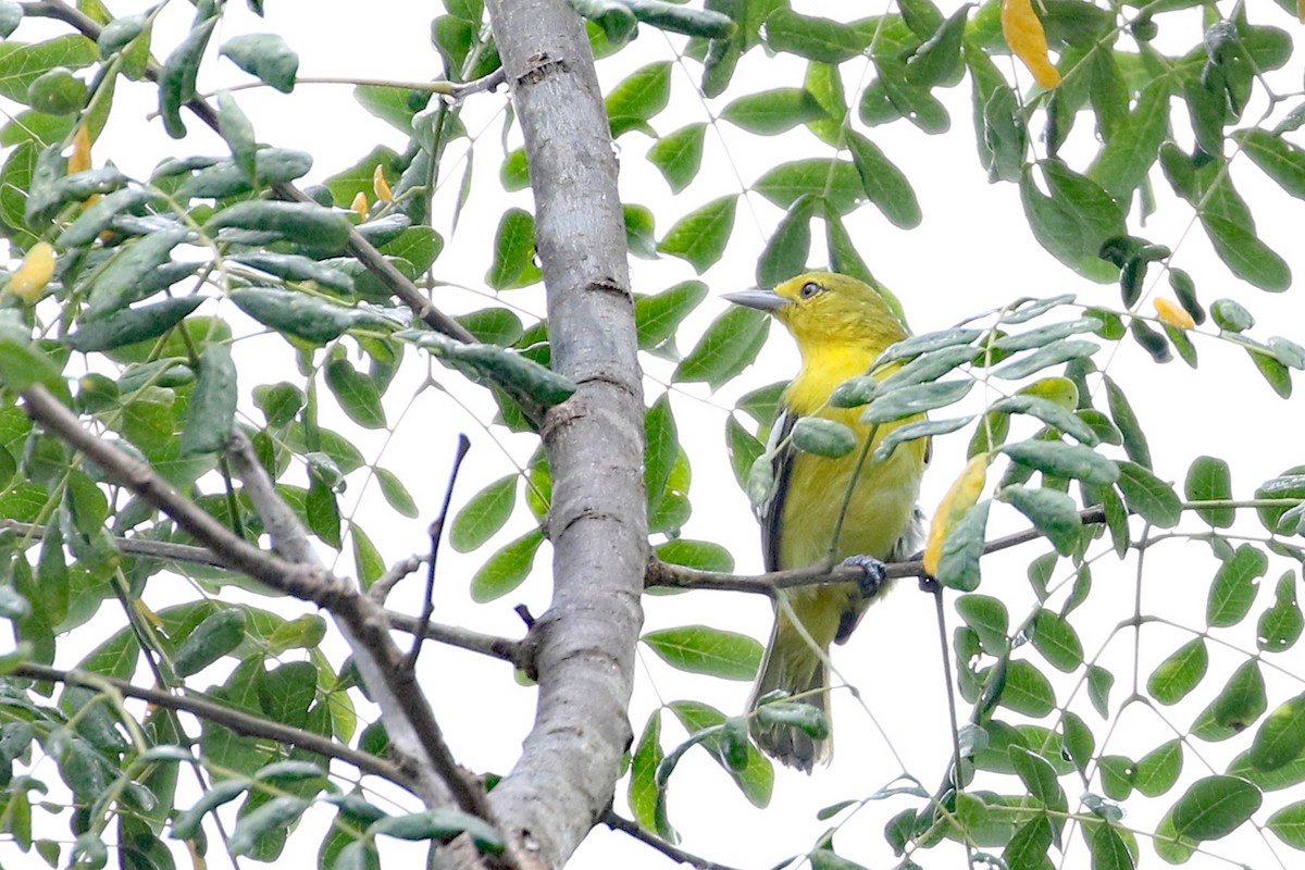 Common Iora - ML617449139