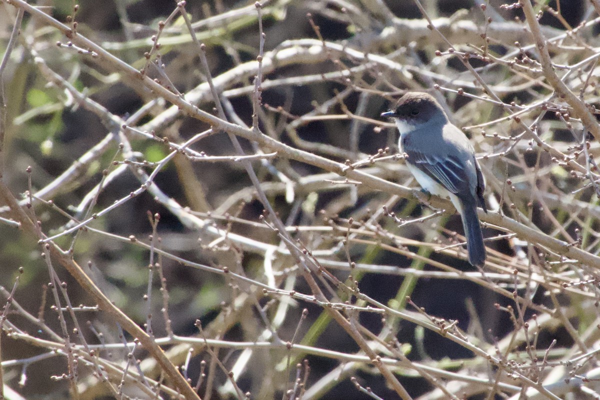 Eastern Phoebe - ML617449162