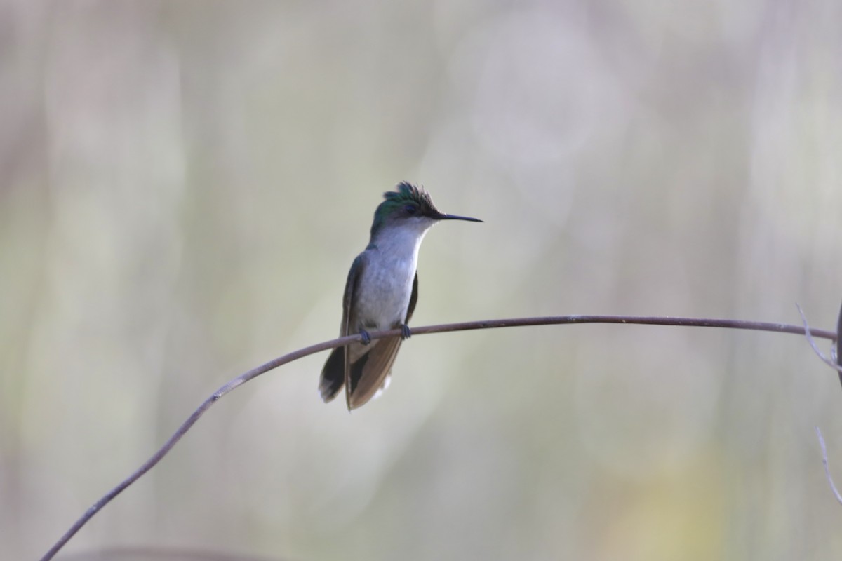 Antillean Crested Hummingbird - ML617449180