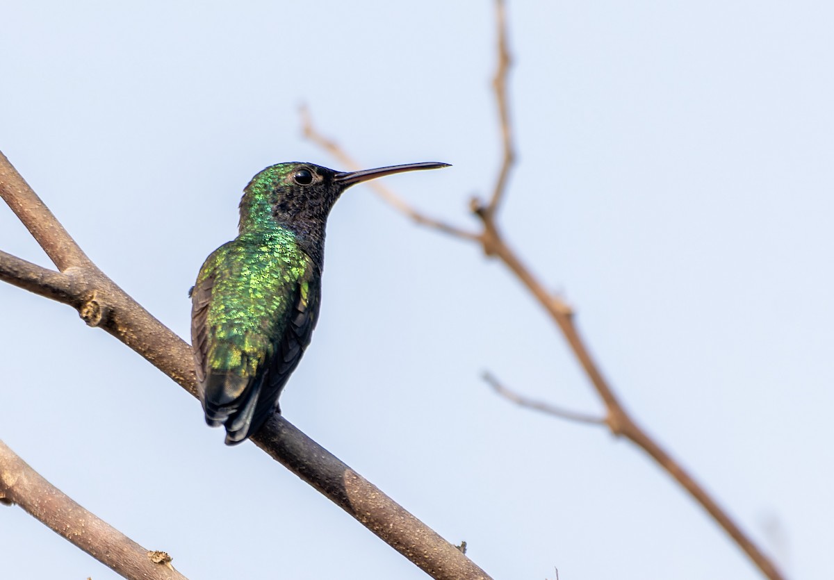 Sapphire-bellied Hummingbird - David F. Belmonte