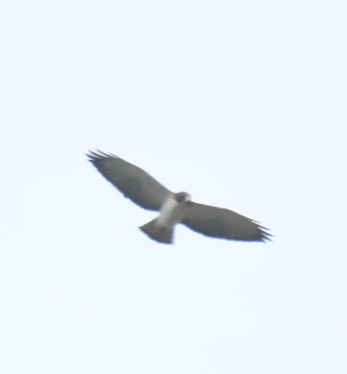 Short-tailed Hawk - ML617449183