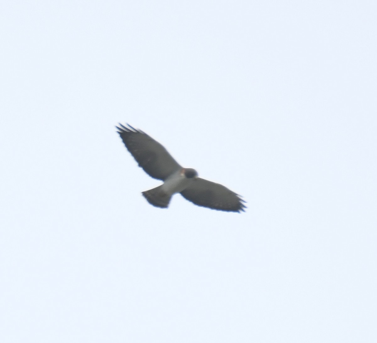 Short-tailed Hawk - ML617449184