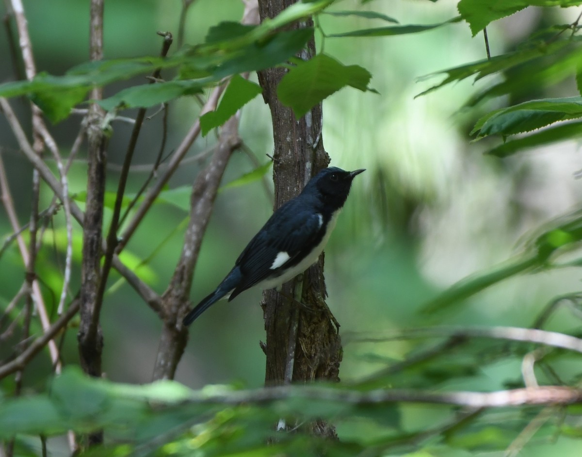 Black-throated Blue Warbler - Pratibha Singh