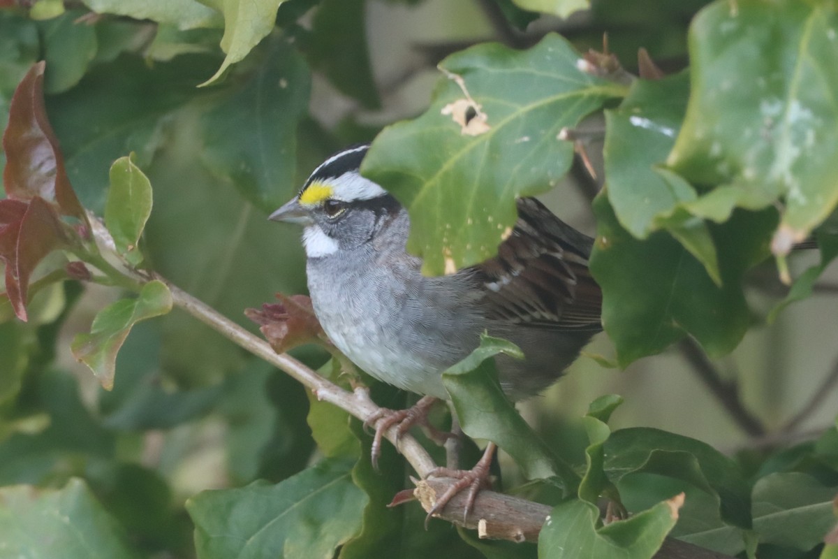 White-throated Sparrow - Richard Jeffers