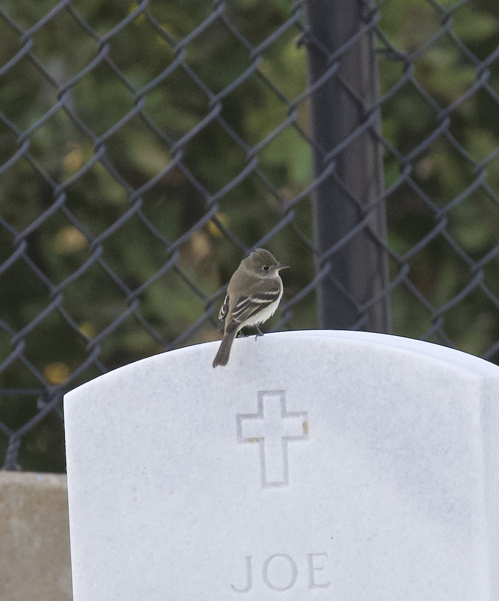 Least Flycatcher - Ron Wilson