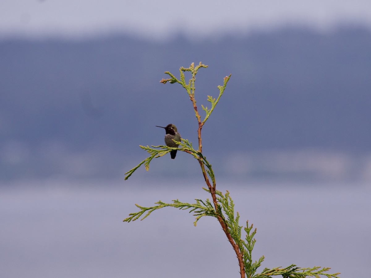 Anna's Hummingbird - ML617449210