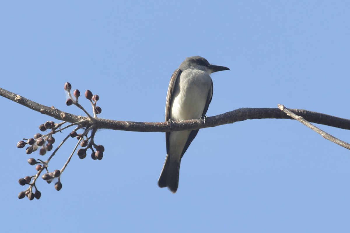 Gray Kingbird - ML617449213