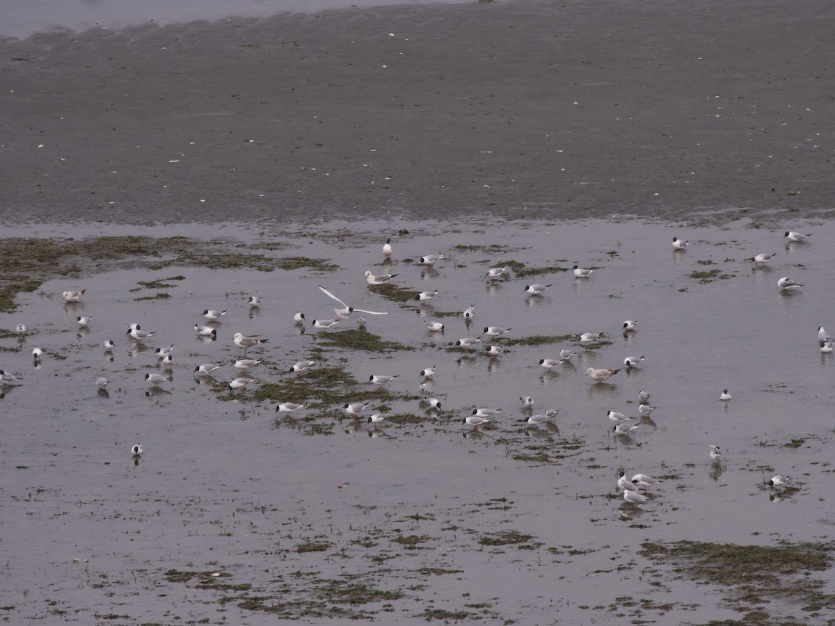 Mouette de Bonaparte - ML617449216