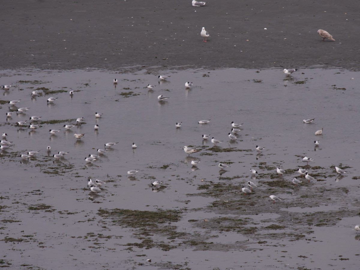 Mouette de Bonaparte - ML617449217