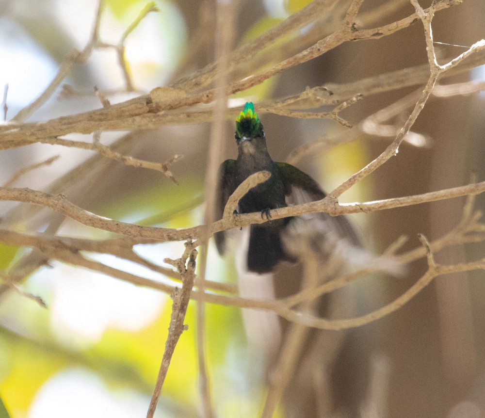 Antillean Crested Hummingbird - ML617449273