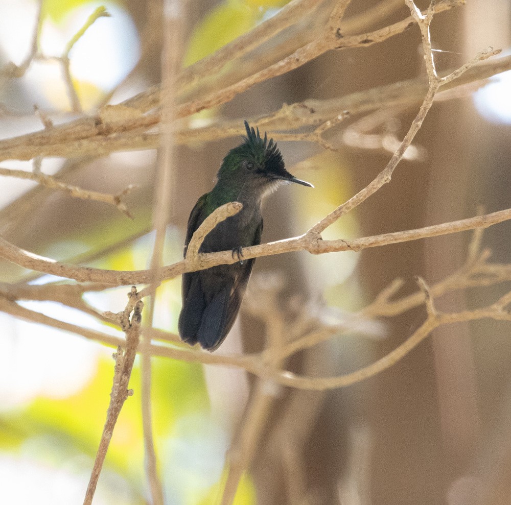 Antillean Crested Hummingbird - ML617449280