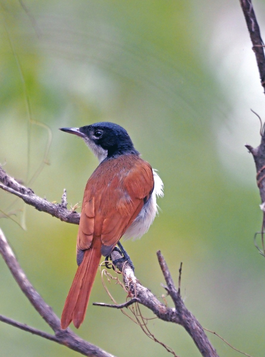 Shining Flycatcher - ML617449281