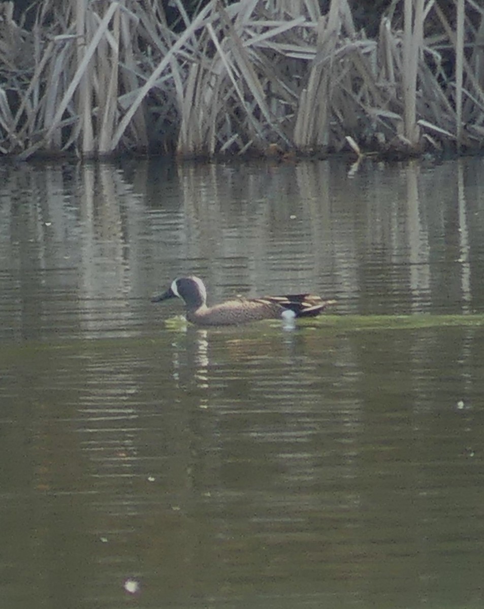 Blue-winged Teal - ML617449327