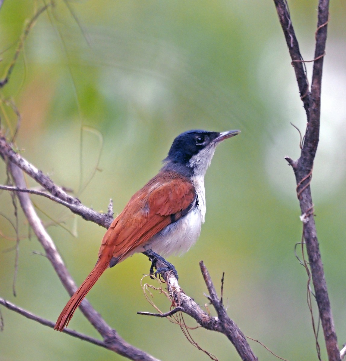 Shining Flycatcher - ML617449354