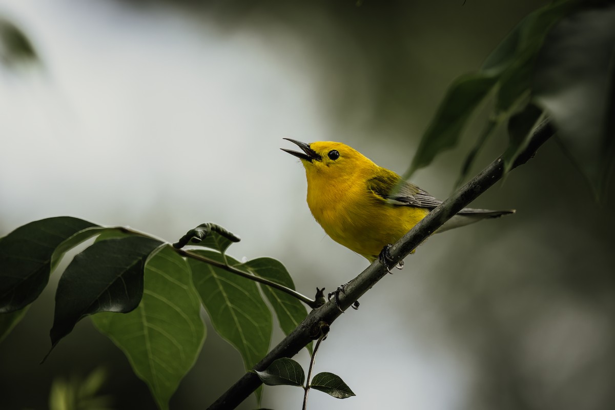 Prothonotary Warbler - Ryan Wallace