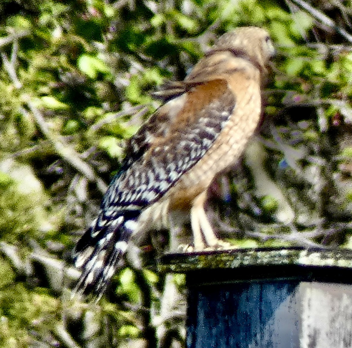 Red-shouldered Hawk - ML617449373