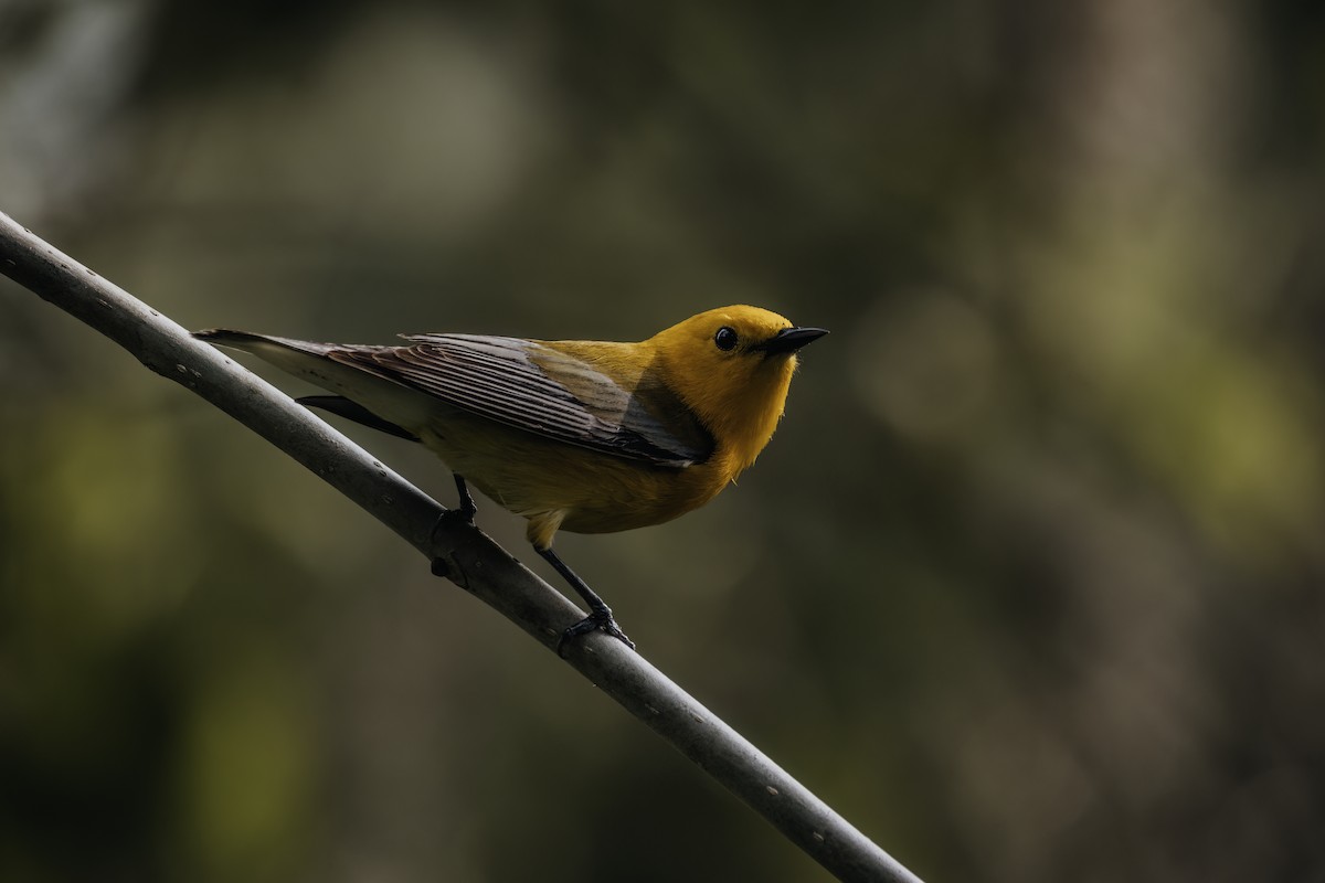 Prothonotary Warbler - Ryan Wallace