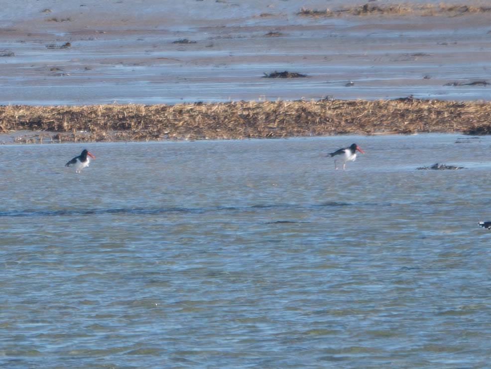 American Oystercatcher - ML617449386