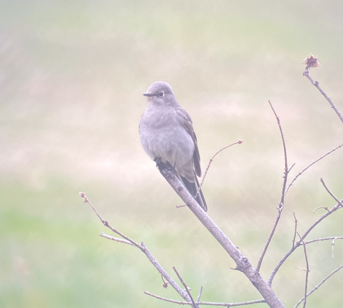 Townsend's Solitaire - ML617449404