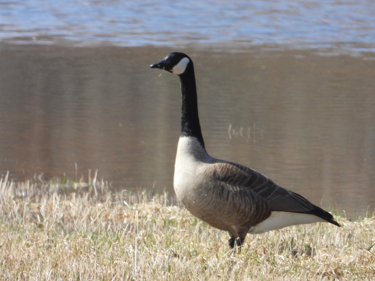 Canada Goose - ML617449420