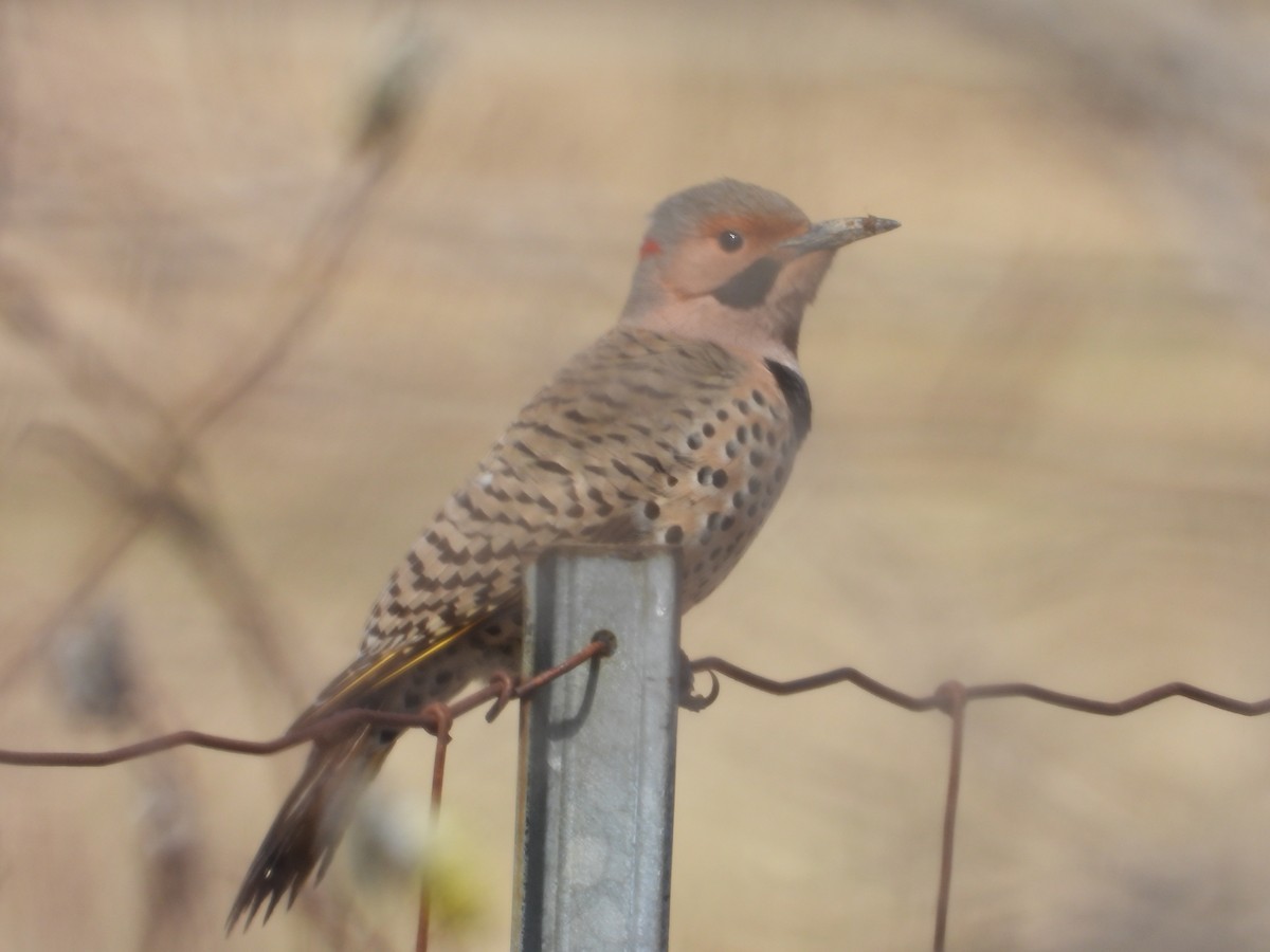 Northern Flicker - ML617449455