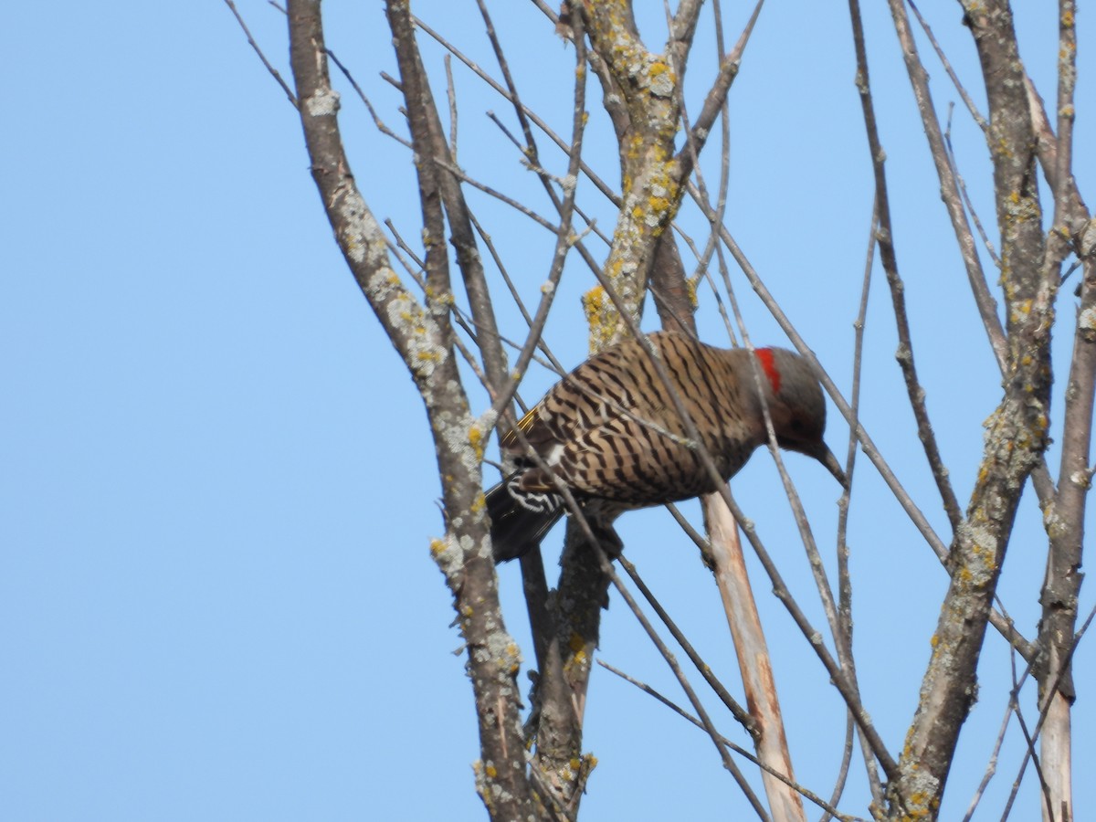 Northern Flicker - ML617449456