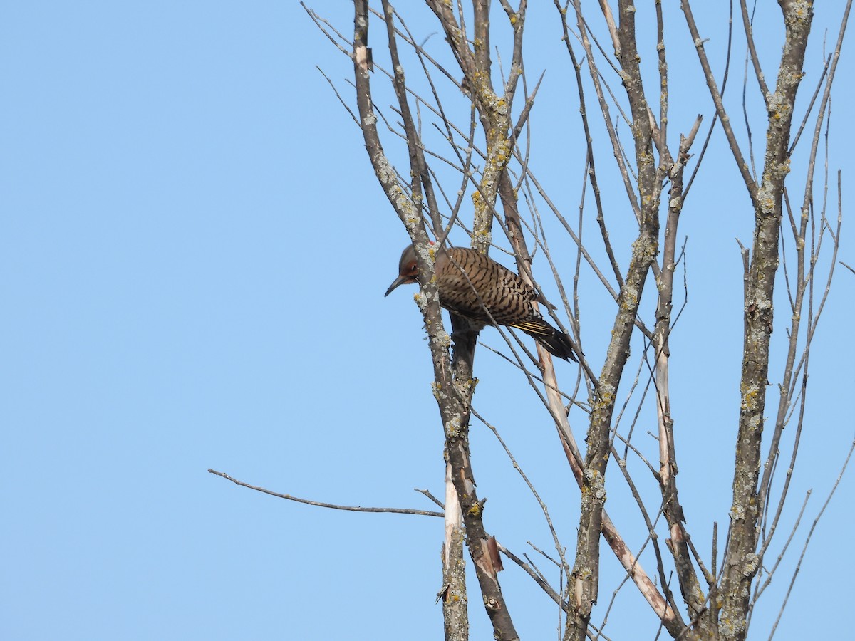 Northern Flicker - ML617449457