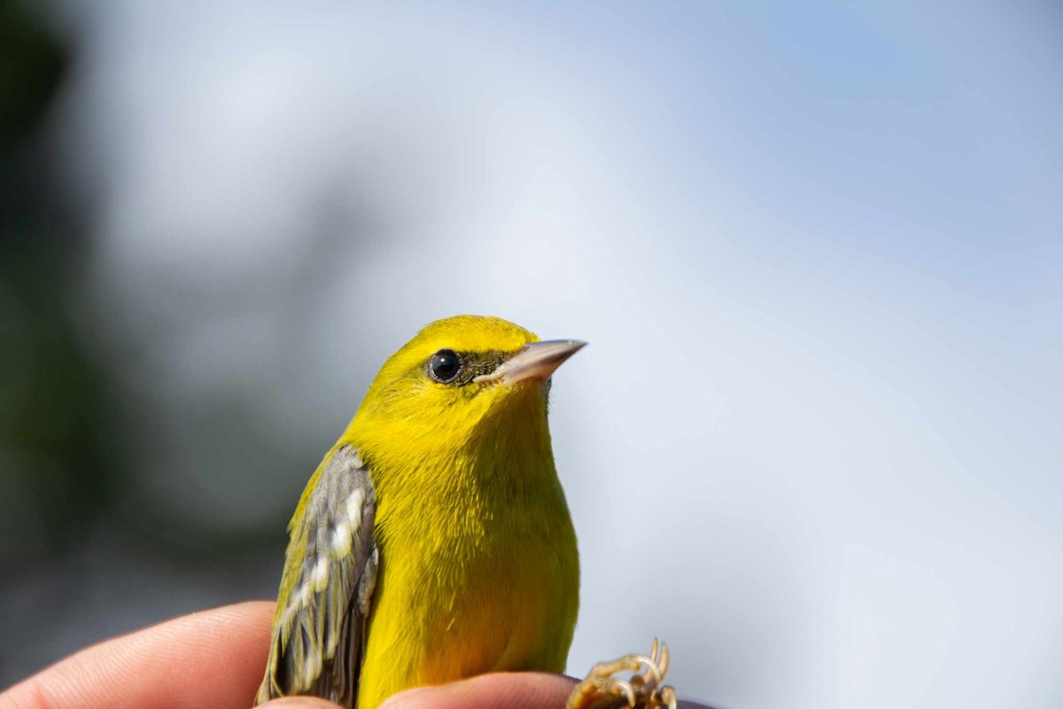 Blue-winged Warbler - ML617449466