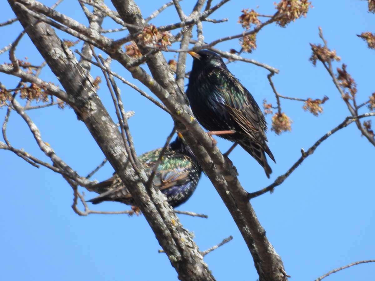 European Starling - ML617449480