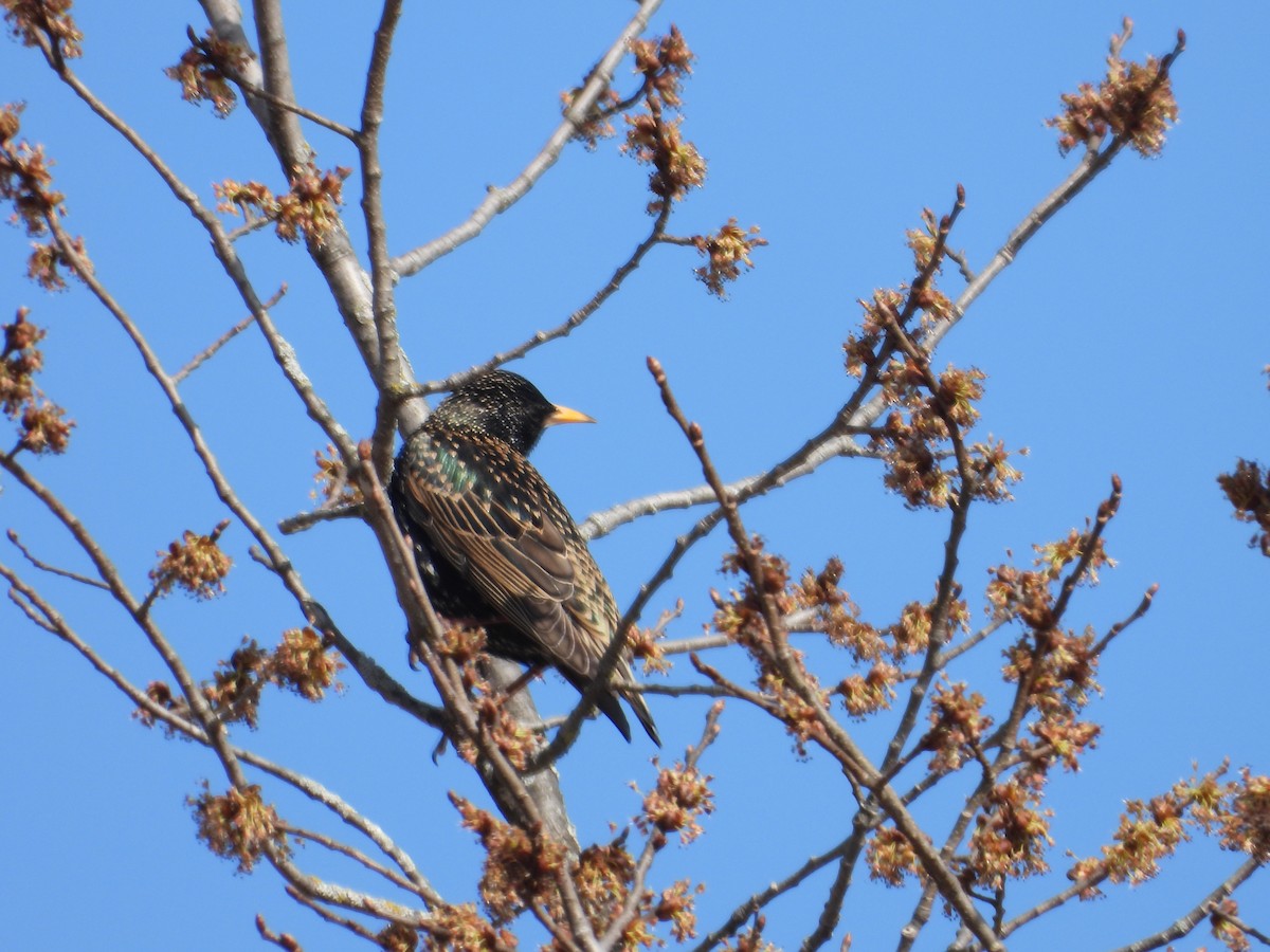 European Starling - ML617449481