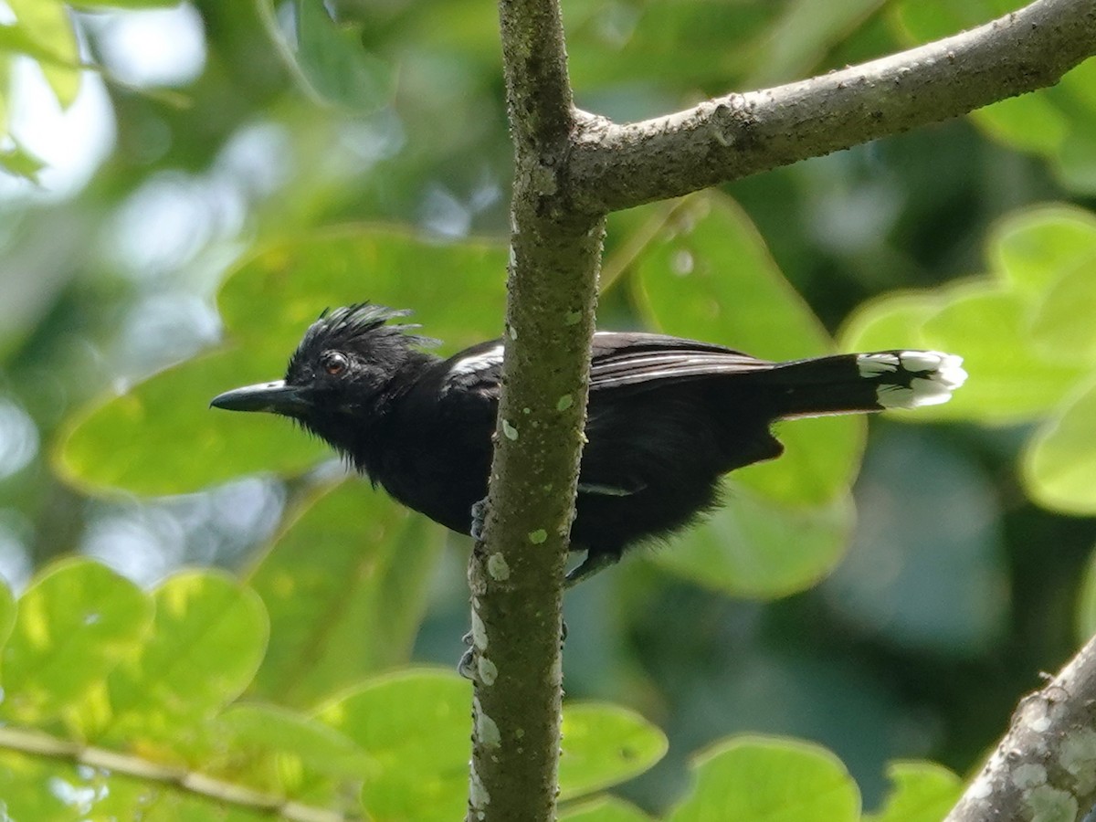 Glossy Antshrike - ML617449482