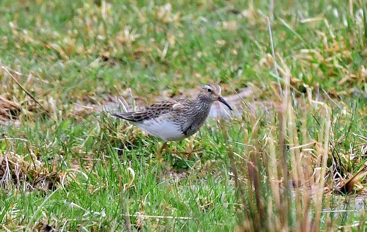 Bécasseau à poitrine cendrée - ML617449494