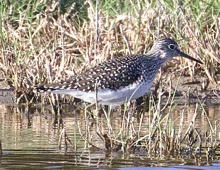 Solitary Sandpiper - ML617449510