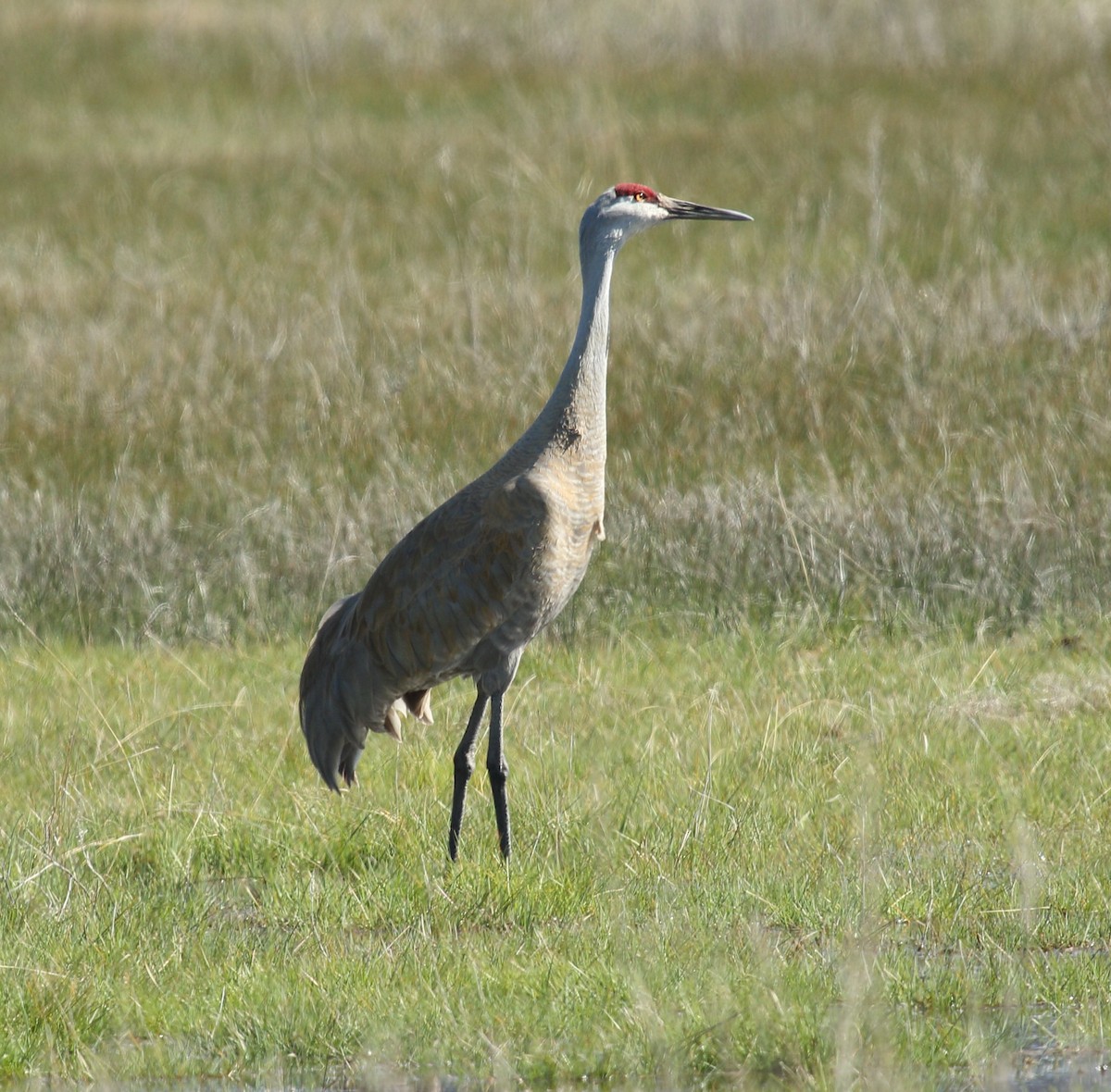 Sandhill Crane - ML617449533