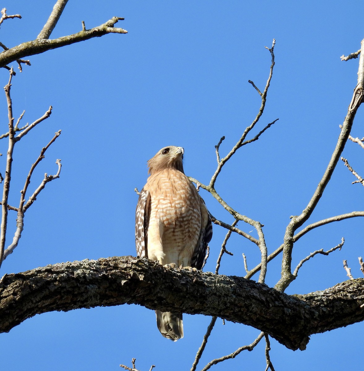 Red-shouldered Hawk - ML617449596