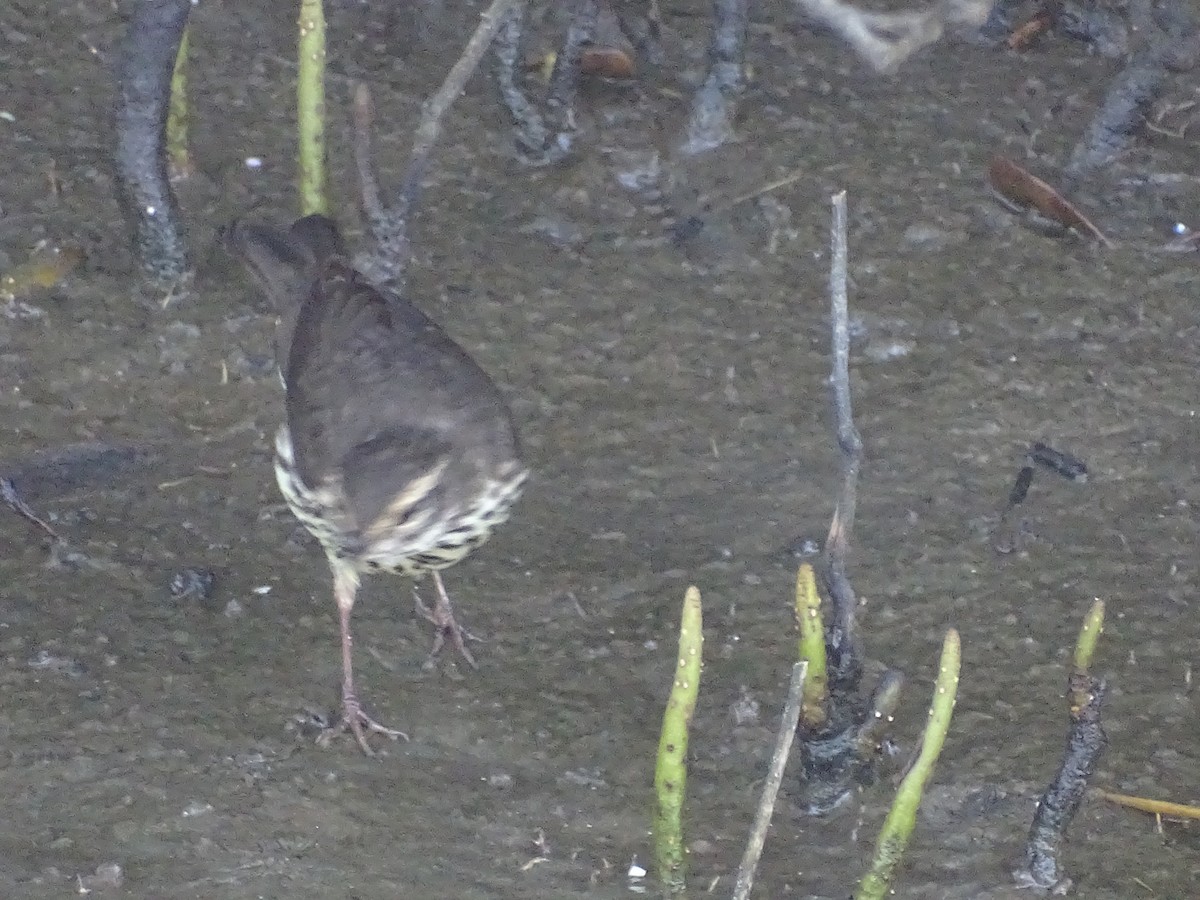 Northern Waterthrush - Jeffrey Roth