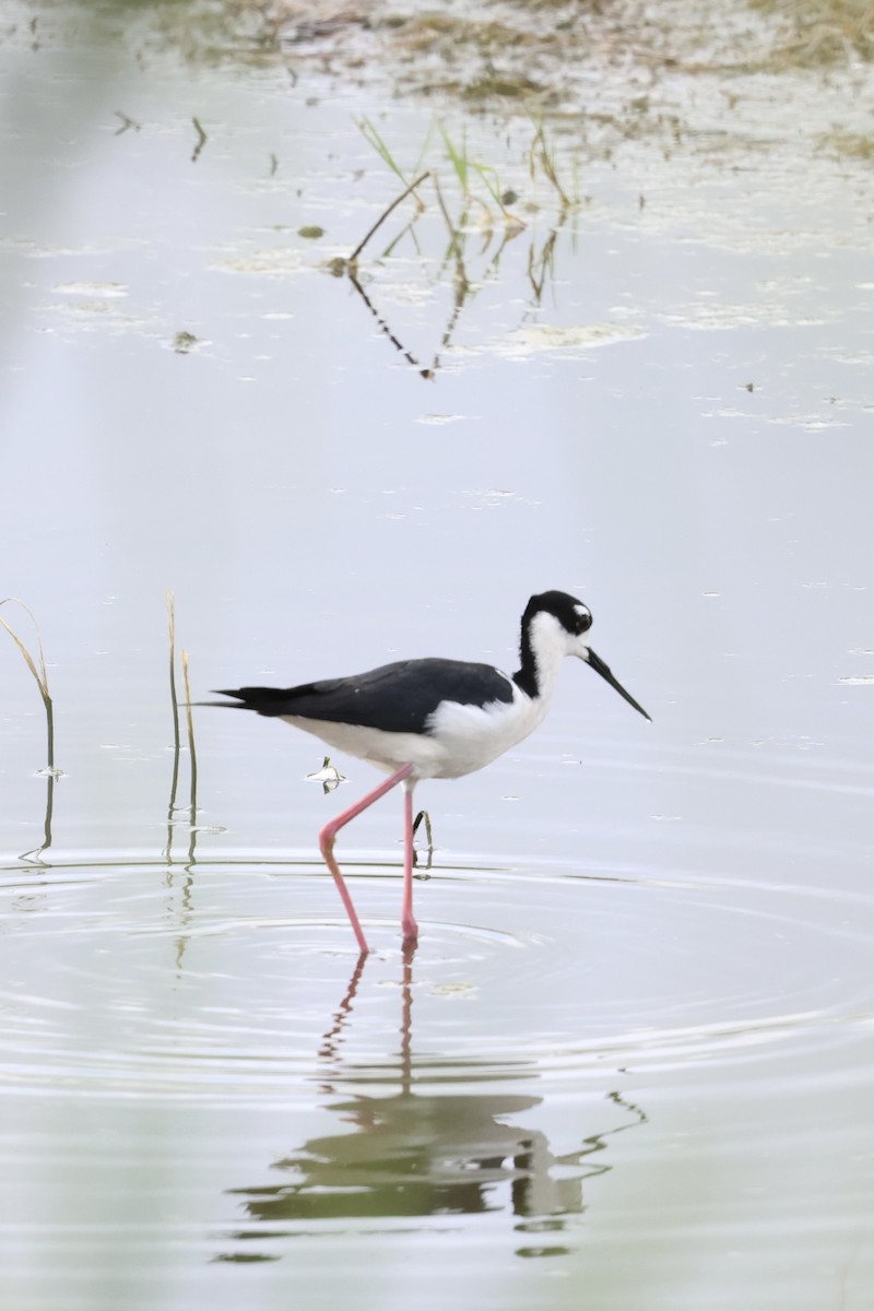 Black-necked Stilt - ML617449631