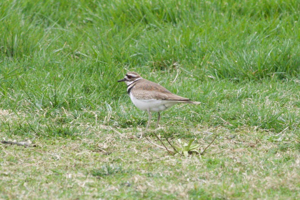 Killdeer - ML617449671