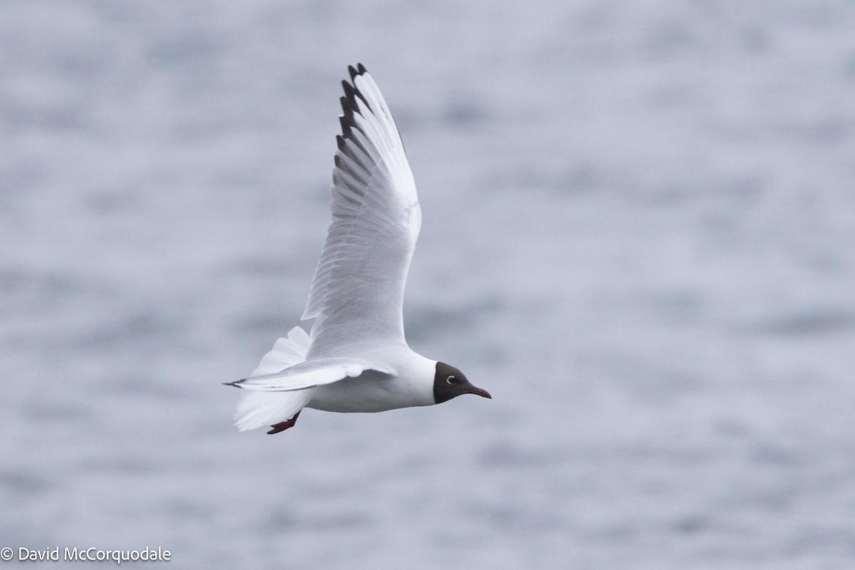 Black-headed Gull - ML617449757