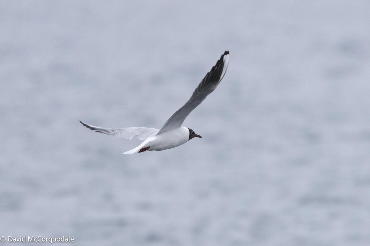 Mouette rieuse - ML617449758