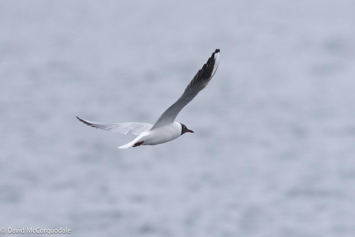 Black-headed Gull - ML617449758