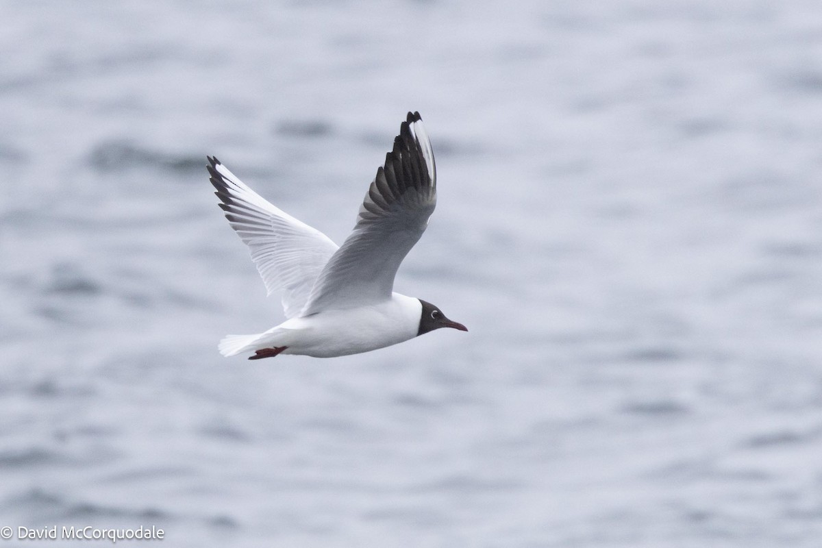 Mouette rieuse - ML617449759
