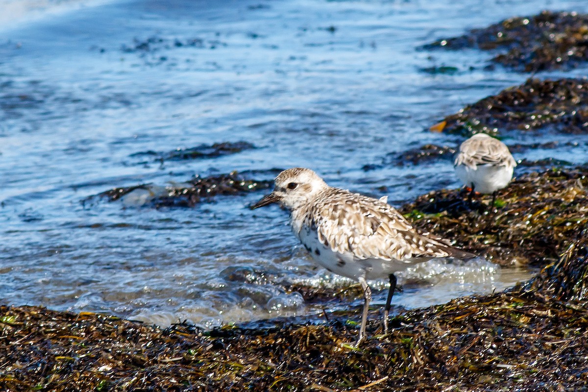 Black-bellied Plover - ML617449771