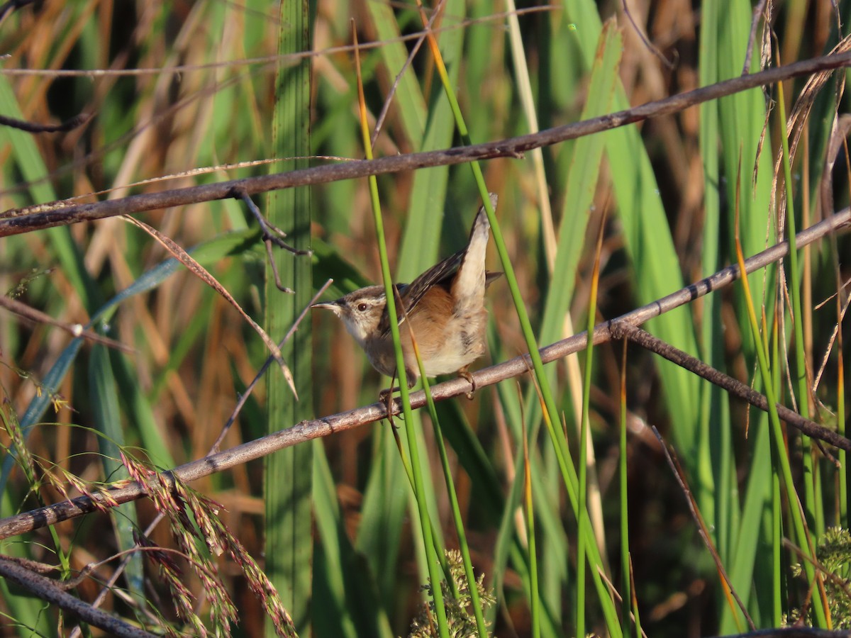 Marsh Wren - ML617449774